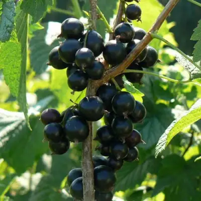 Смородина черная ВОЛОГДА в Волковыске