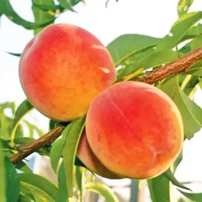 Персик ОНТАРИО в Волковыске