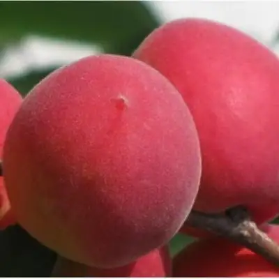 Абрикос РУБИН в Волковыске