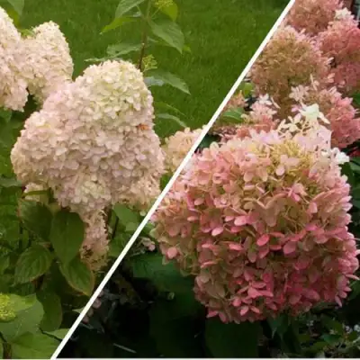 Комплект НЕЖНЫЕ ЧУВСТВА в Волковыске