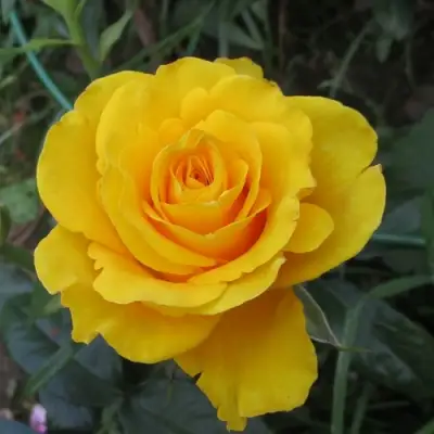 Роза КЕРИО чайно-гибридная в Волковыске