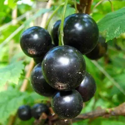 Смородина чёрная ЛЕНТЯЙ в Волковыске