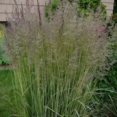 Вейник АВАЛАНШ остроцветковый в Волковыске