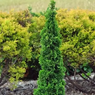 Туя СПИРАЛИС МИНИ западная в Волковыске