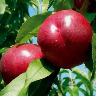 Нектарин МЕДВЕДЕВСКИЙ в Волковыске