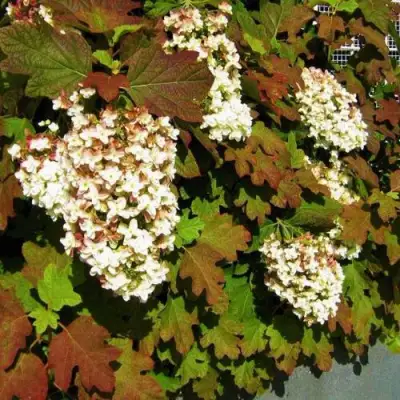 Гортензия БЛЭК ПОРШ дуболистная в Волковыске