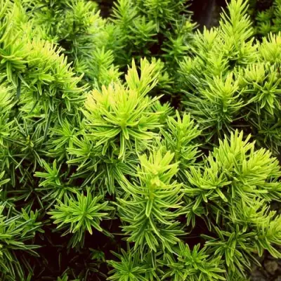 Тис ДАВИД ягодный в Волковыске