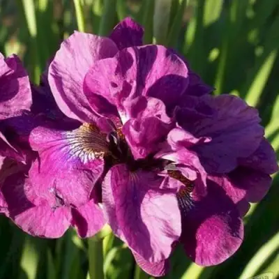 Ирис БАНДЛ ОВ ДЖОЙ сибирский в Волковыске