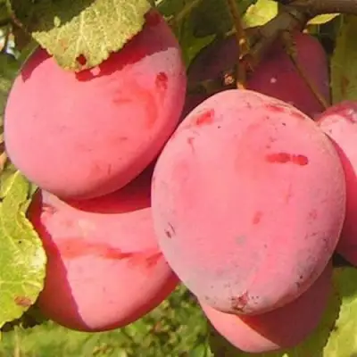 Слива ФАВОРИТЕ ДЕ СУЛТАНО в Волковыске