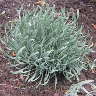 Лук СПИРАЛИС горный в Волковыске