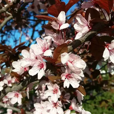 Слива ВУДИ растопыренная в Волковыске