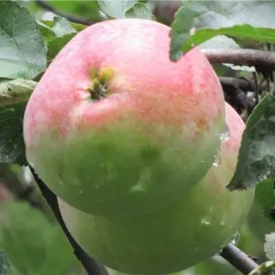 Яблоня МОСКОВСКОЕ ЗИМНЕЕ в Волковыске