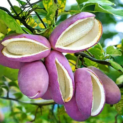 Акебия ПЯТЁРНАЯ  в Волковыске