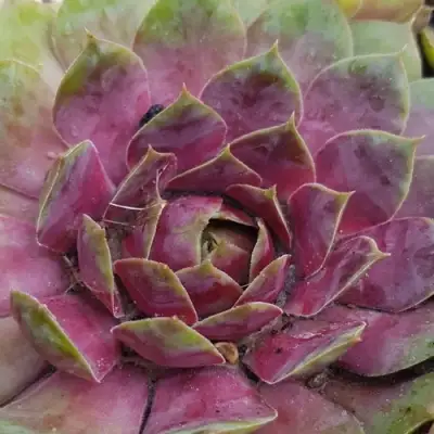 Молодило УФО в Волковыске