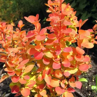 Барбарис ОРАНЖ ФАЙЕР тунберга в Волковыске