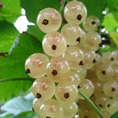 Смородина белая ЮТЕРБОРГСКАЯ в Волковыске