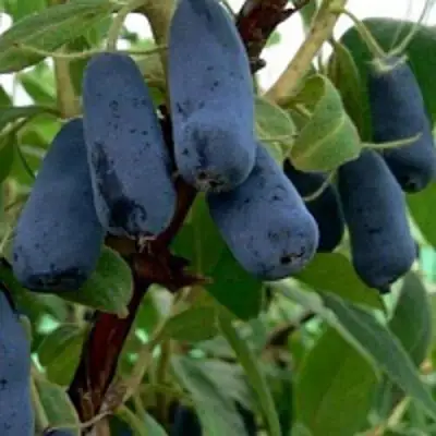 Жимолость съедобная ВОЛХОВА в Волковыске