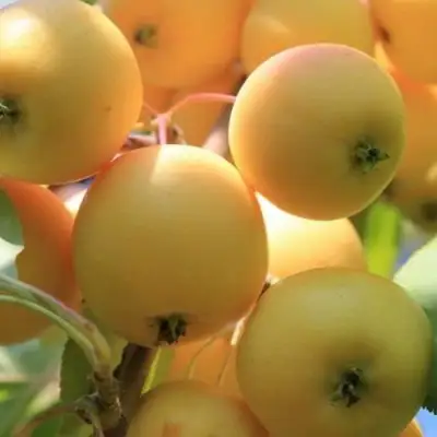 Яблоня УРАЛЬСКОЕ НАЛИВНОЕ в Волковыске