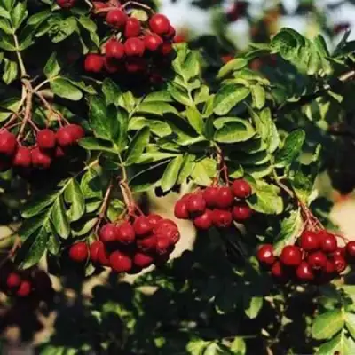 Рябина РУБИНОВАЯ сладкоплодная в Волковыске