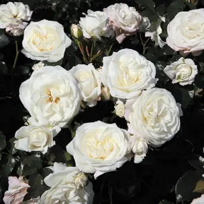 Роза АЛАБАСТЕР флорибунда в Волковыске