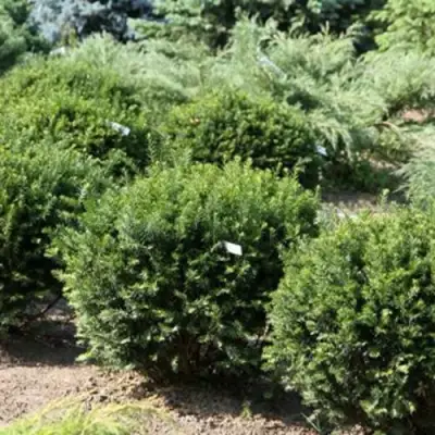 Тис НАНА остроконечный  в Волковыске