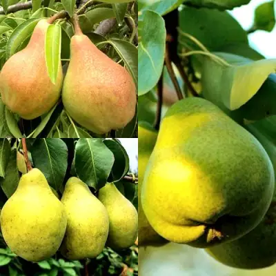 Комплект НАСТОЯЩИЙ ВОСТОРГ в Волковыске