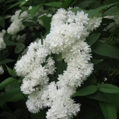 Дейция КАНДИДИССИМА шершавая в Волковыске