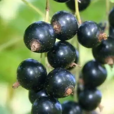 Смородина черная СТРЕЛЕЦ в Волковыске