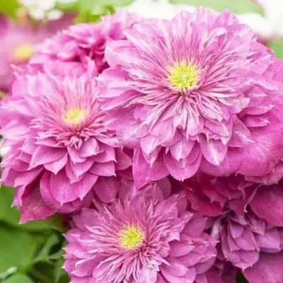 Клематис КАЙЗЕР в Волковыске