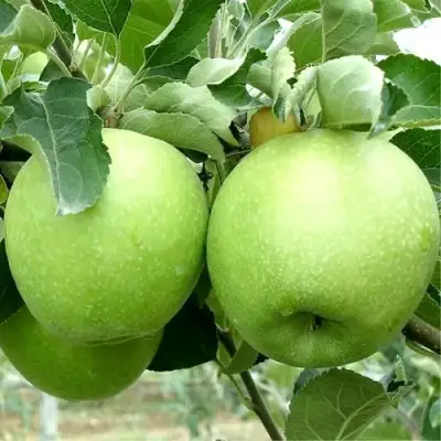 Яблоня РЕНЕТ СИМИРЕНКО в Волковыске