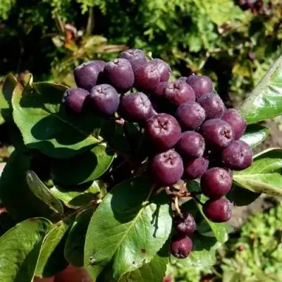 Рябина ЛИКЁРНАЯ сладкоплодная в Волковыске