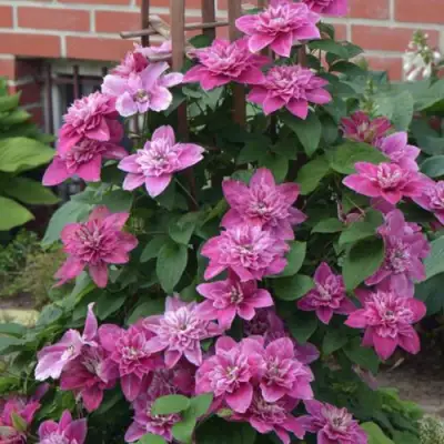 Клематис МАЙ ДАРЛИНГ  в Волковыске