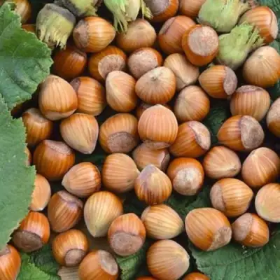 Фундук ТОНДА РОМАНА в Волковыске