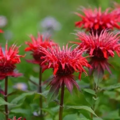 Монарда ПАНОРАМА РЕД в Волковыске