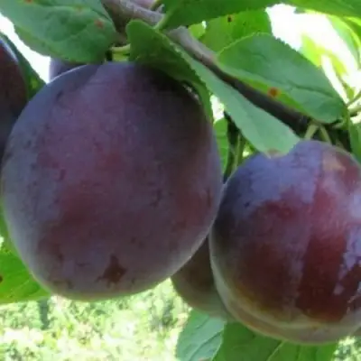 Слива СТАРТОВАЯ в Волковыске