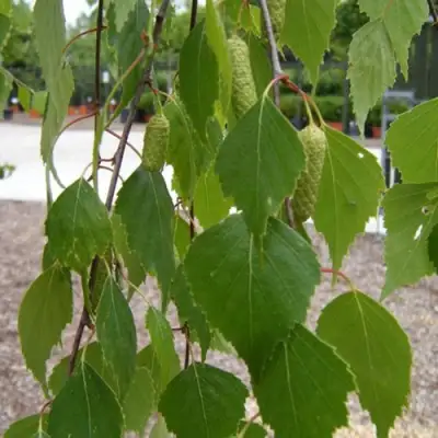 Береза ФАСЦИНЕЙШЕН белая  в Волковыске