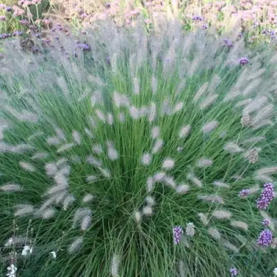Пеннисетум ХАМЕЛН в Волковыске