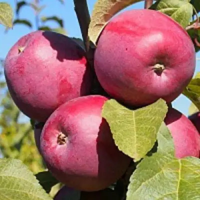 Яблоня ЗОРКА в Волковыске