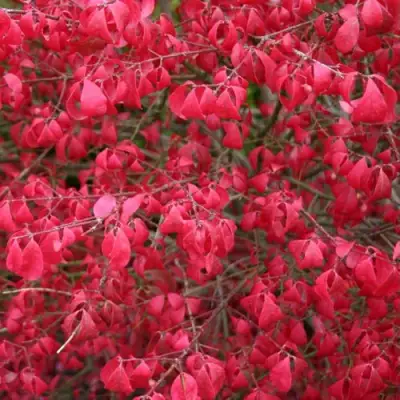 Бересклет КОМПАКТУС  в Волковыске