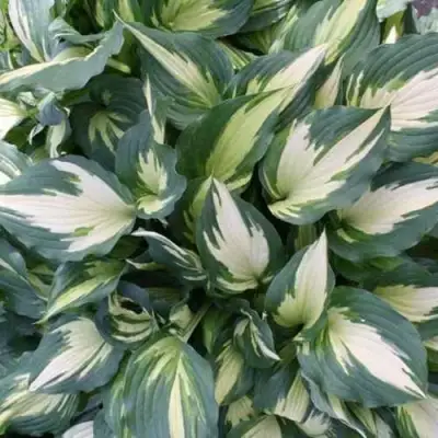 Хоста КРИСМАС КЭНДИ гибридная в Волковыске