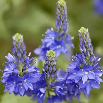 Вероника австрийская в Волковыске