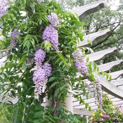 Глициния макростахия БЛЮ МУН в Волковыске