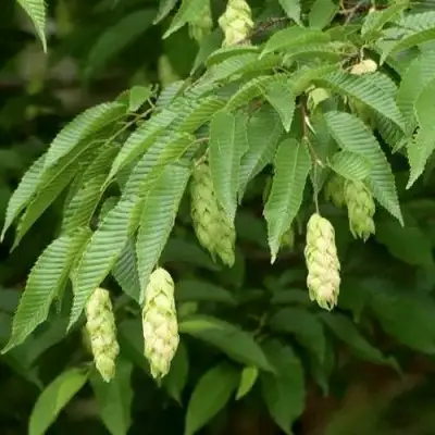 Граб японский в Волковыске