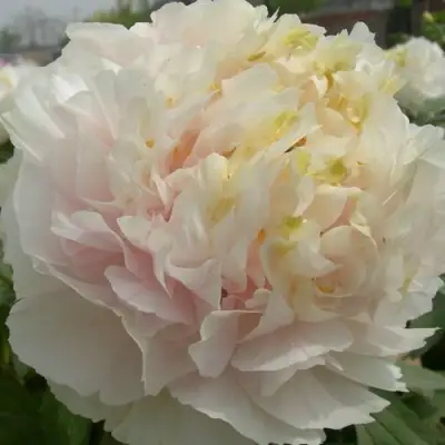 Пион ЗОЛОТОЙ ИЗУМРУД древовидный в Волковыске