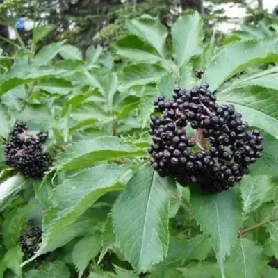 Бузина черная КЛАДЗЕЗЬ в Волковыске