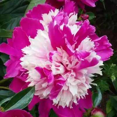 Пион КАПЛЯ РОСЫ травянистый в Волковыске