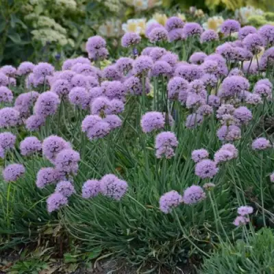 Лук ЛИЗА БЛЮ стареющий в Волковыске