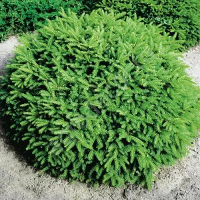 Ель НИДИФОРМИС обыкновенная в Волковыске