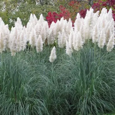 Кортадерия белая (пампасная трава) в Волковыске