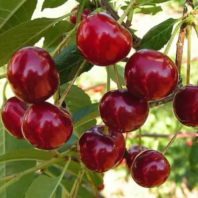 Черешня СЮБАРОВСКАЯ в Волковыске